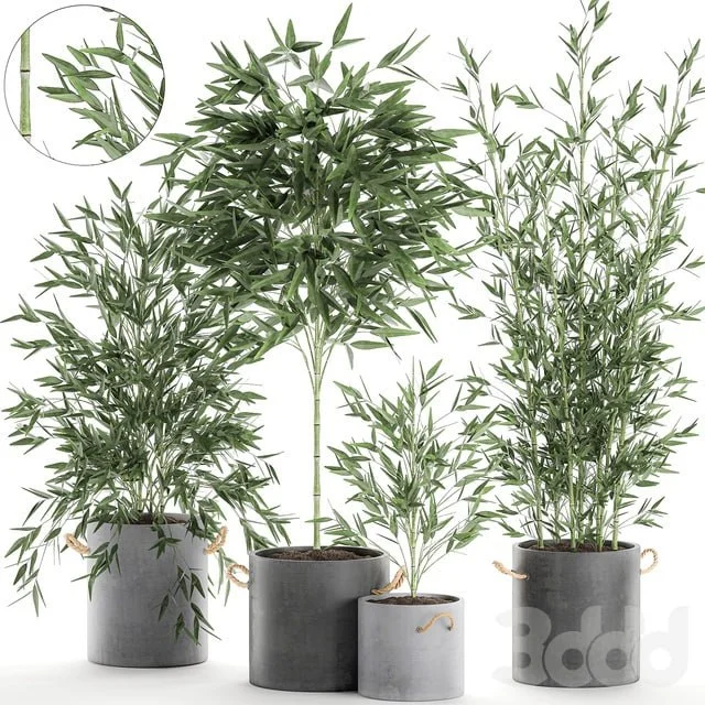 Plant Collection Bamboo bush 596. Bush, concrete flowerpot, exotic plants, thickets, bushes, decorative, industrial style